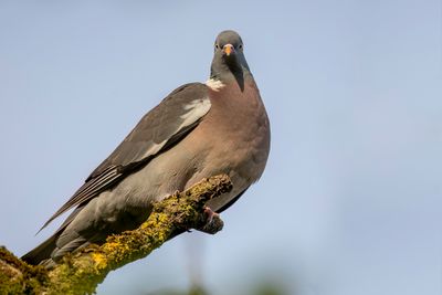 Common Wood Pigeon - Houtduif - Pigeon ramier
