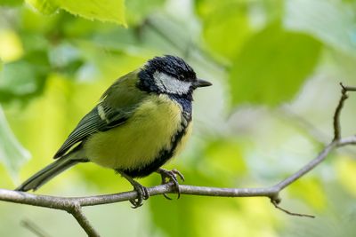 Great Tit - Koolmees - Msange charbonnire