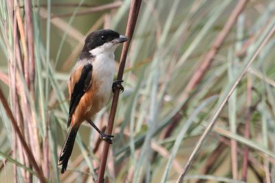 Long-tailed Shrike - Langstaartklauwier - Pie-grièche schach