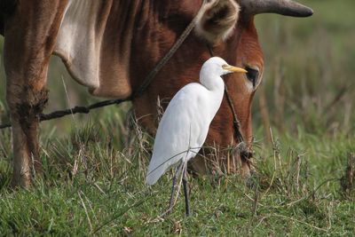 Eastern Cattle Egret - Oostelijke Koereiger - Gardeboeuf d'Asie