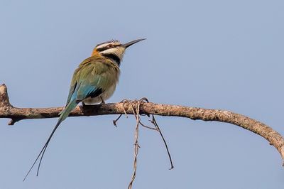 White-throated Bee-eater - Witkeelbijeneter - Gupier  gorge blanche