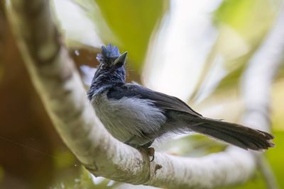 Blue-headed Crested Flycatcher - Blauwkopkuifmonarch - Tchitrec noir