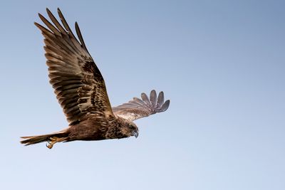 Western Marsh Harrier - Bruine Kiekendief - Busard des roseaux