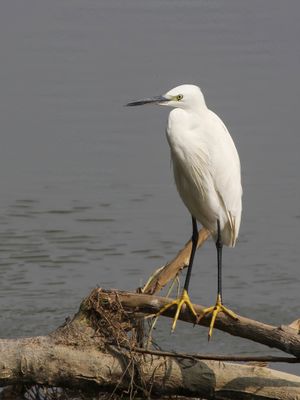 Little Egret - Kleine Zilverreiger - Aigrette garzette