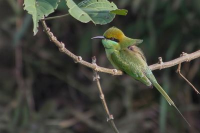 Asian Green Bee-eater - Aziatische Kleine Groene Bijeneter - Guêpier d'Orient