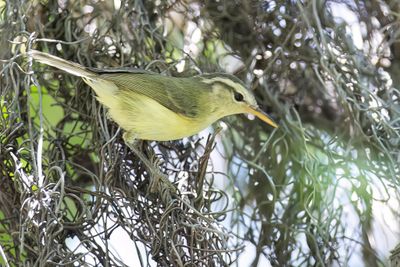 Rote Leaf Warbler - Rotiboszanger - Pouillot de Rote