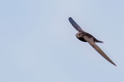 Common Swift - Gierzwaluw - Martinet noir