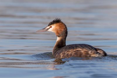Great Crested Grebe - Fuut - Grbe hupp