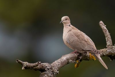 Eurasian Collared Dove - Turkse Tortel - Tourterelle turque