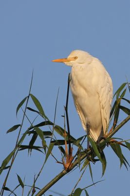 Eastern Cattle Egret - Oostelijke Koereiger - Gardeboeuf d'Asie