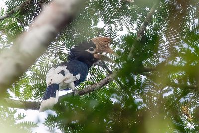 Brown-cheeked Hornbill - Bruinoorneushoornvogel - Calao  joues brunes (m)
