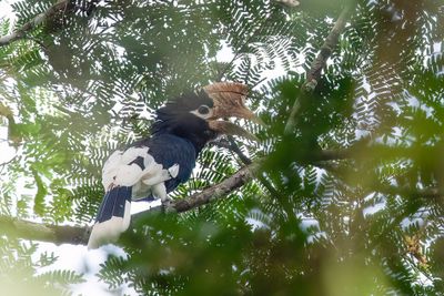 Brown-cheeked Hornbill - Bruinoorneushoornvogel - Calao à joues brunes (m)