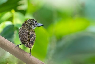 Speckled Tinkerbird - Gespikkelde Ketellapper - Barbion grivel