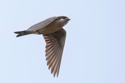 Preuss's Cliff Swallow - Preuss' Klifzwaluw - Hirondelle de Preuss