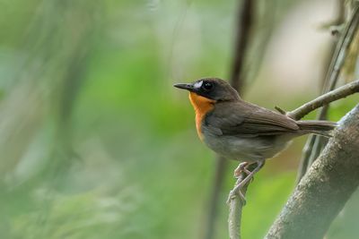 Orange-breasted Forest Robin - Bosakalat - Rougegorge de forêt