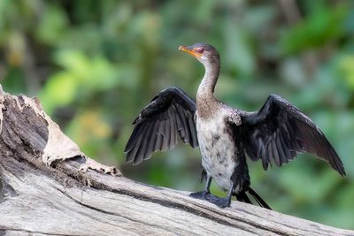 Reed Cormorant - Afrikaanse Dwergaalscholver - Cormoran africain