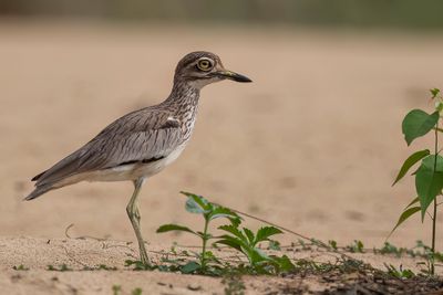 Senegal Thick-knee - Senegalese Griel - Oedicnème du Sénégal