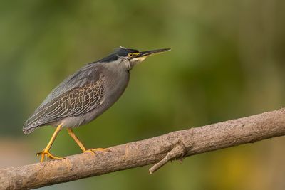 LIttle Heron - Héron des mangroves