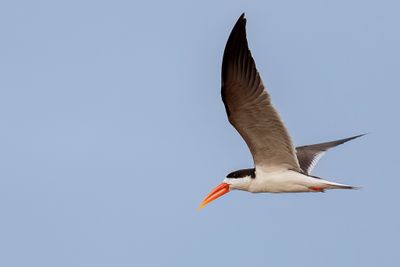 African Skimmer - Afrikaanse Schaarbek - Bec-en-ciseaux d'Afrique