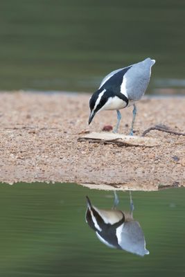 Egyptian Plover - Krokodilwachter - Pluvian fluviatile