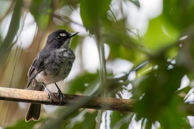 White-browed Forest Flycatcher - Witbrauwbosvliegenvanger - Gobemouche à sourcils blancs