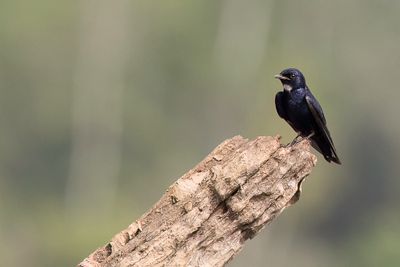 White-bibbed Swallow - Zwarte Zwaluw - Hirondelle  bavette