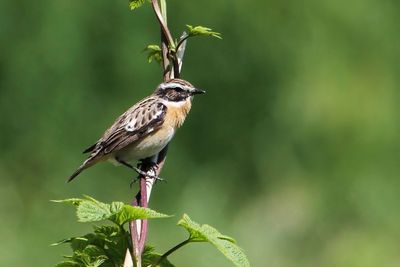 Whinchat - Paapje - Tarier des prés