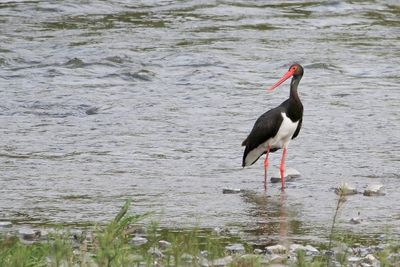 Black Stork -Zwarte Ooievaar - Cigogne noire