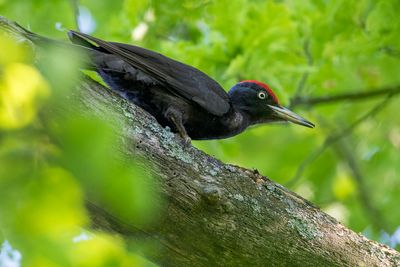 Black Woodpecker - Zwarte Specht - Pic noir (m)