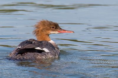 Common Merganser - Grote Zaagbek - Harle bivre (f)