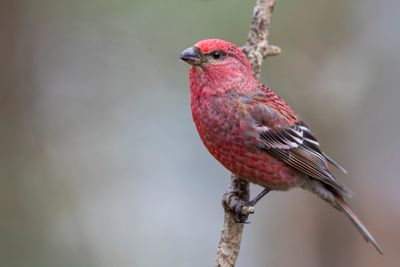 Birds of Finland-Norway 2019