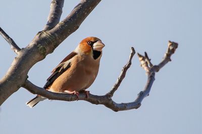 Hawfinch - Appelvink - Grosbec casse-noyaux (m)