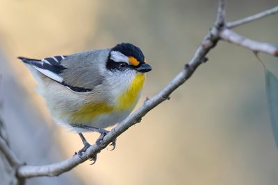 Striated Pardalote - Geelvlek-diamantvogel - Pardalote à point jaune
