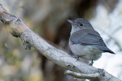 Grey Shrikethrush - Grijze Lijsterdikkop - Siffleur gris (f)
