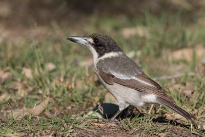 Grey Butcherbird - Grijsrugorgelvogel - Cassican à collier (j)