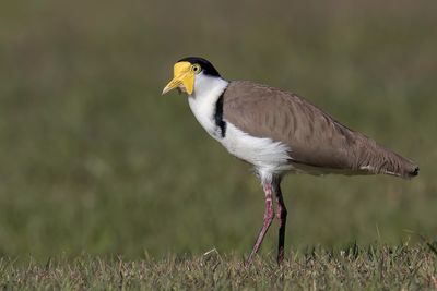 Masked Lapwing - Maskerkievit - Vanneau soldat