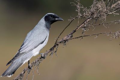 Black-faced Cuckooshrike - Zwartmaskerrupsvogel - Échenilleur de la Sonde