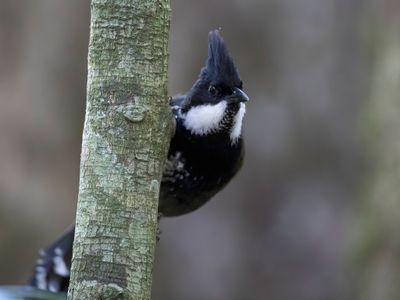 Eastern Whipbird - Zwartkopzwiepfluiter - Psophode à tête noire