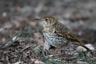 Russet-tailed Thrush - Papuagoudlijster - Grive de Heine