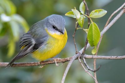 Eastern Yellow Robin - Groenstuitvliegenvanger - Miro à poitrine jaune