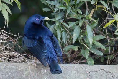 Satin Bowerbird - Satijnblauwe Prieelvogel - Jardinier satiné (m)