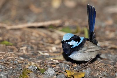 Superb Fairywren - Ornaatelfje - Mérion superbe (m)