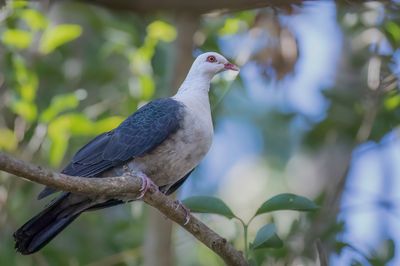 White-headed Pigeon - Witkopduif - Pigeon leucomèle
