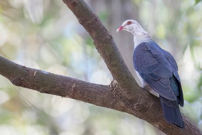 White-headed Pigeon - Witkopduif - Pigeon leucomèle