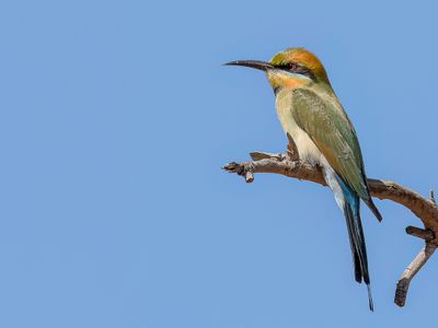 Rainbow Bee-eater - Regenboogbijeneter - Guêpier arc-en-ciel