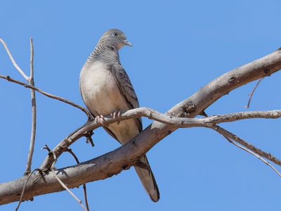 Peaceful Dove - Goulds Zebraduif - Géopélie placide