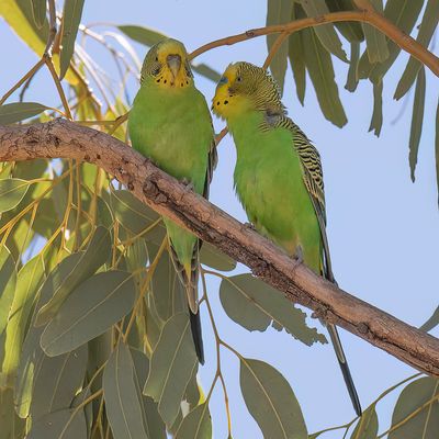 Budgerigar - Grasparkiet - Perruche ondulée