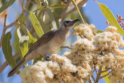 Little Friarbird - Kleine Lederkop - Polochion à menton jaune
