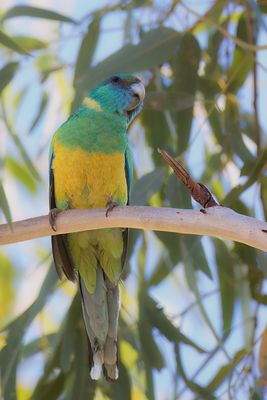 Australian Ringneck - Port-Lincolnparkiet - Perruche à collier jaune