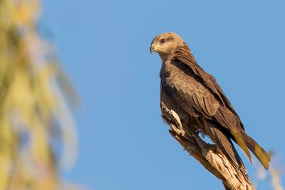 Black Kite - Zwarte Wouw - Milan noir